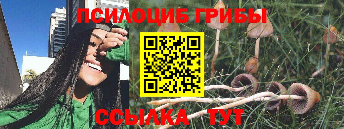 Железноводск  что такое   Вход с VPN  Псилоцибиновые грибы Cubensis 