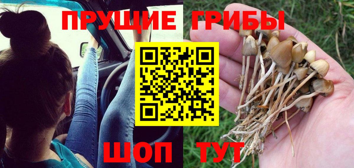 Галлюциногенные грибы Psilocybine cubensis Железноводск
